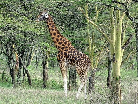 Giraffe Kenia Safari