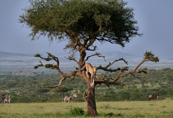 Gepard Ol Kinyei Kenia Safari