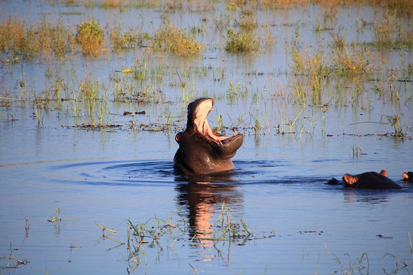 Flusspferd Botswana Safari