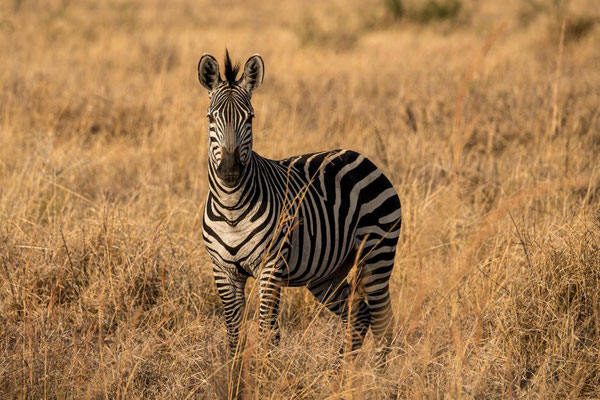 Zebra im Mikumi Nationalpark