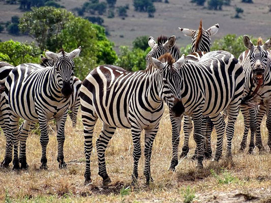 Zebras Masai Mara Kenia Safari
