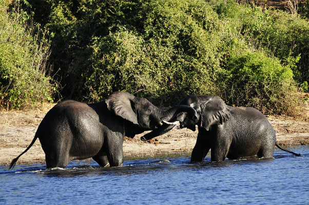 Elefanten Afrika Safari