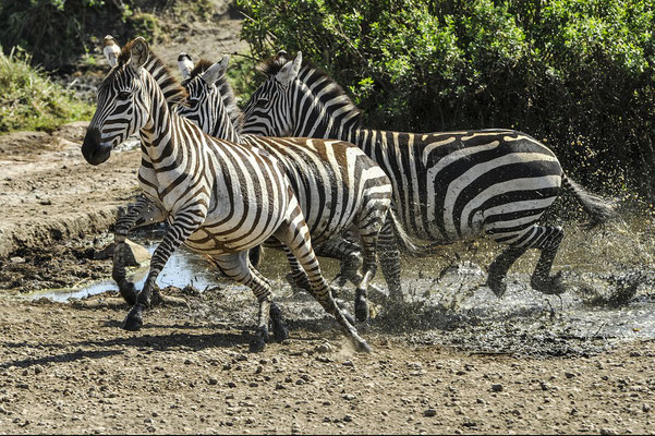 Tiermigration Serengeti