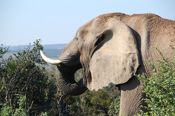 Elefant Südafrika Reise
