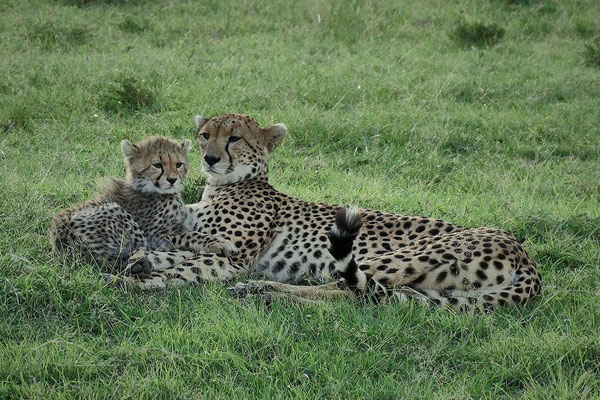 Geparden Olare Motorogi Kenia Safari