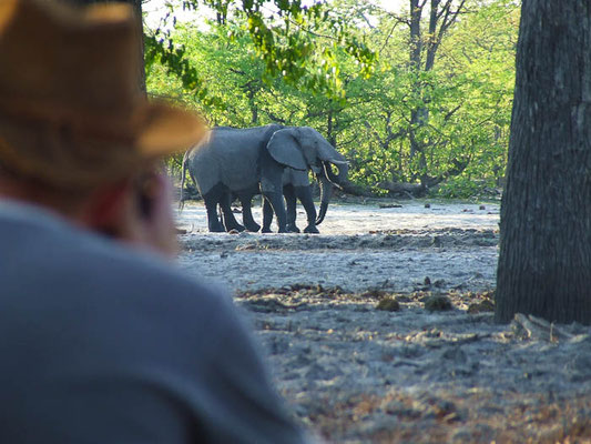 Buschwanderung Botswana Safari