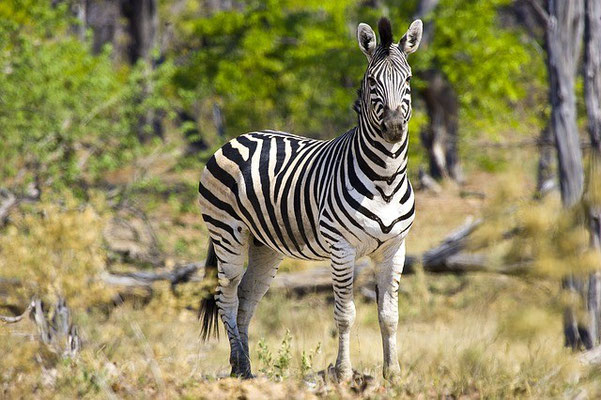 Zebra Botswana Reise