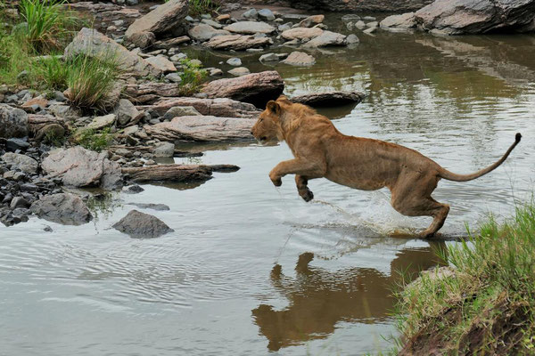 Löwe Olare Motorogi Kenia Safari