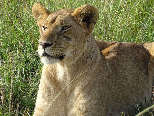 Löwe Masai Mara Kenia Safari