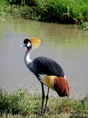 Kronenkranich Kenia Safari