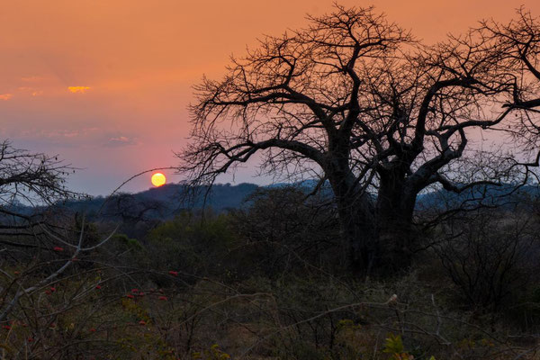 Sonnenaufgang im Mikumi Nationalpark