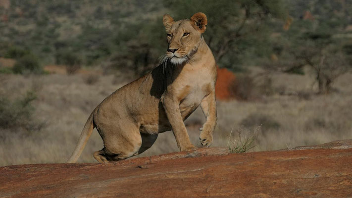 Löwe Samburu Kenia Safari