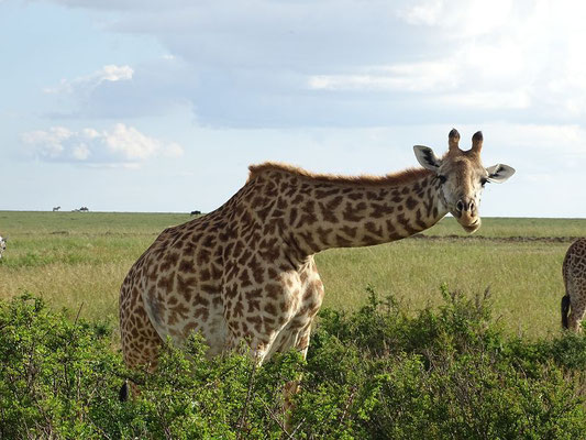 Giraffe in der Masai Mara Kenia Safari