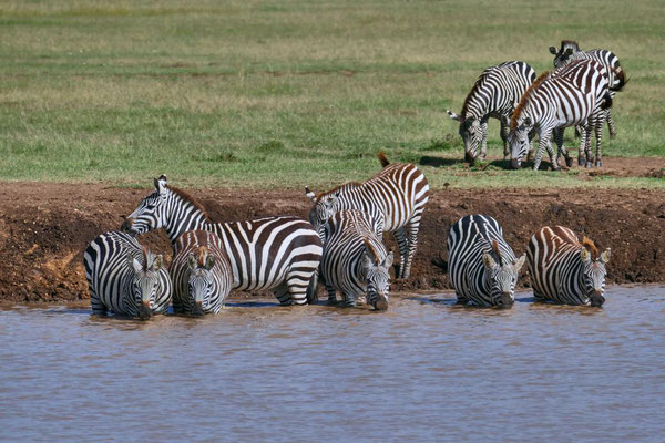 Zebras Olare Motorogi Kenia Safari