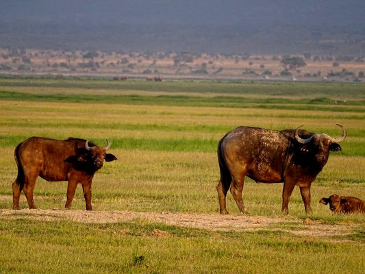 Büffel Amboseli Nationalpark