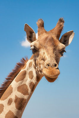 Giraffe Südafrika Reise