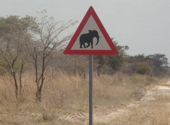 Elefant auf einer Capivi Reise