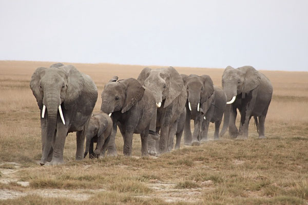 Elefanten Serengeti