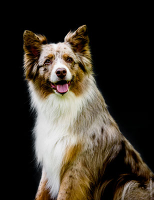 Professionelle Hundefotografie In Hamburg Und Umgebung Tim Voller