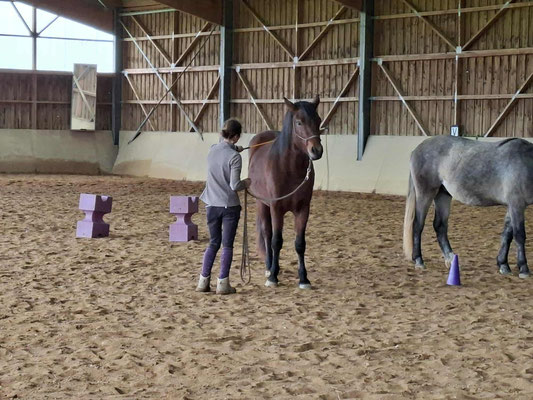 Poulains de 2 ans en pré-débourrage
