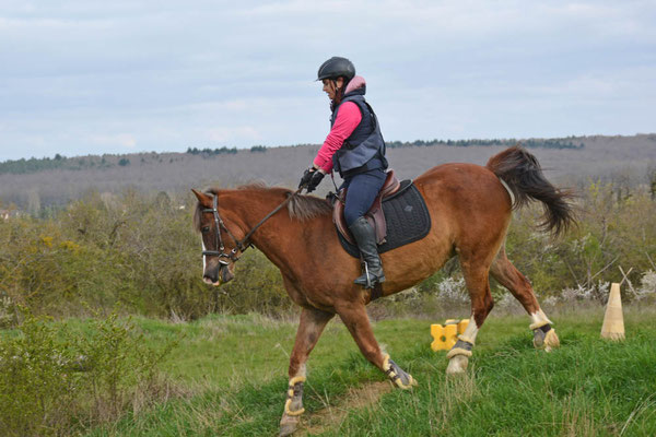 Cours d'équitation toutes disciplines : dressage, obstacle, concours complet