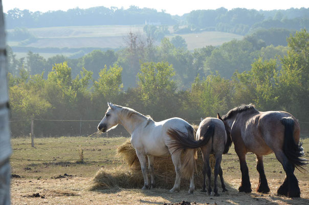 Des chevaux au pré la journée en troupeau pour un mental épanoui