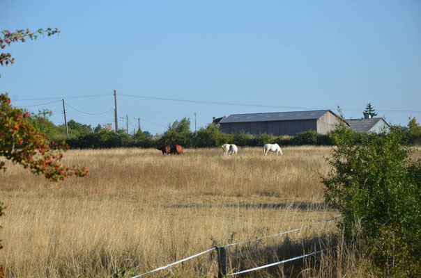 Des hectares de prés pour nos chevaux en pension