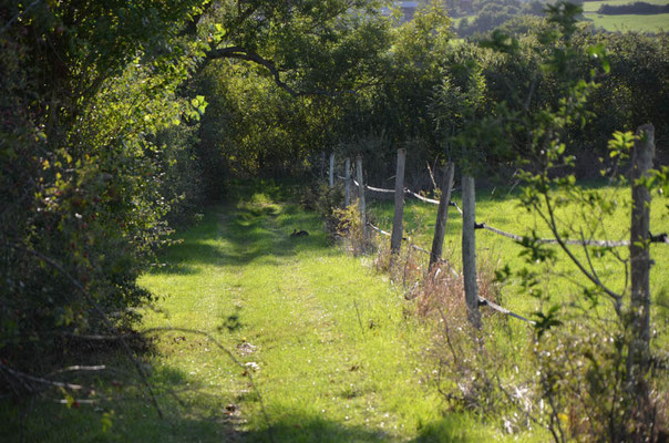 Des allées bordées de buisson qui maintiennent l'écosystème 