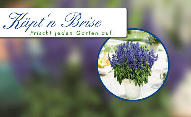 Pflanze des Jahres im Norden 2016