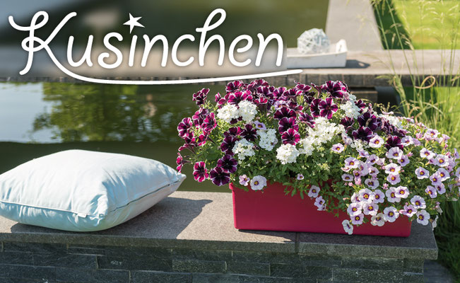 Pflanze des Jahres im Norden 2018