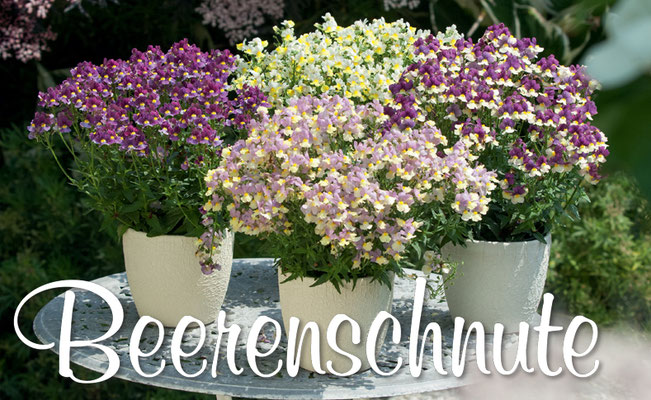 Pflanze des Jahres im Norden 2019