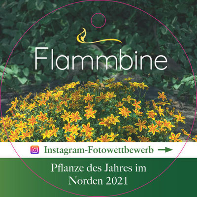 Pflanze des Jahres im Norden 2021