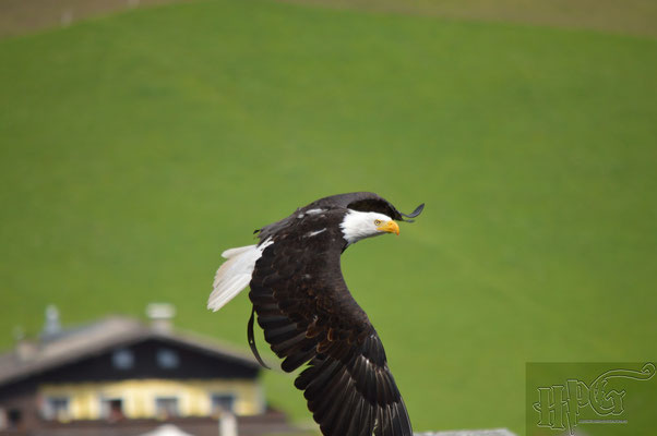 Die Greifvogel Flugvorführung