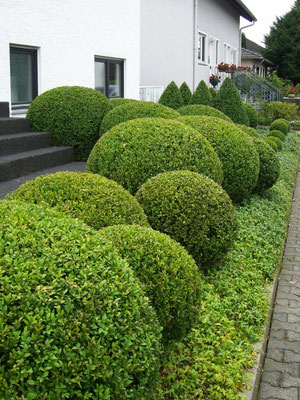 Gartenpflege Franke - Ihr Landschaftsgaertner für Gartenpflege, Hecken- und Baumschnitt in Nidda, Hungen, Lich, Buedingen, Bad Vilbel, Butzbach, Altenstadt, Bad Vilbel und Wölfersheim