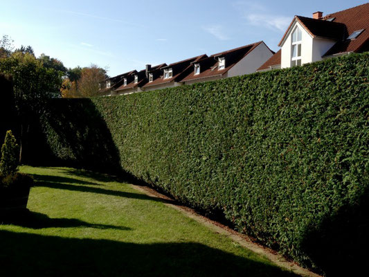 Gartenpflege Franke - Ihr Landschaftsgaertner für Gartenpflege, Hecken- und Baumschnitt in Nidda, Hungen, Lich, Buedingen, Bad Vilbel, Butzbach, Altenstadt, Bad Vilbel und Wölfersheim