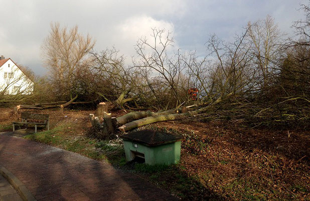 Gartenpflege Franke - Ihr Landschaftsgaertner für Gartenpflege und Baumfaellung in Nidda, Hungen, Lich, Buedingen, Bad Vilbel, Butzbach, Altenstadt, Bad Vilbel und Wölfersheim