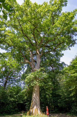 Chene de la Manche à CHEVIGNY  (39) - Agence forestière