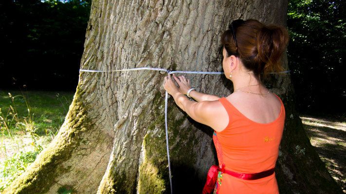 Agence forestière - mesure de circonférence arbre