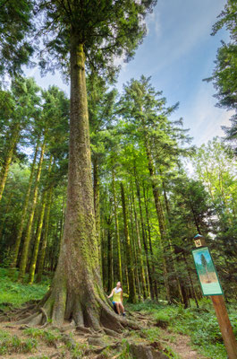 Sapin-Président de la forêt de Levier  (39) - Agence forestière