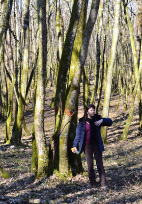 Agence forestière - conseil forestier