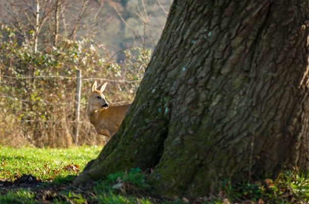 Flore et faune.