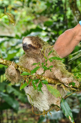 Bei unserem Übernachtungsplatz in Cariari ist ein Faultierchen vom Baum gefallen