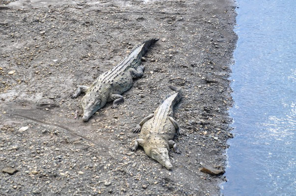 Krokodile - grosse Krokodile