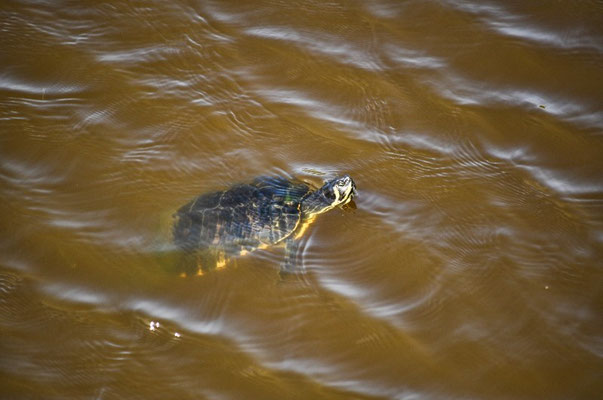 Pea Island Wildlife Refuge