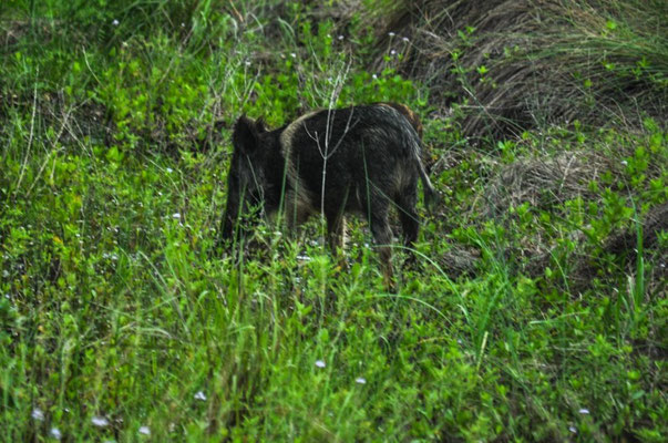 Das erste Mal, dass wir Javelina's sehen