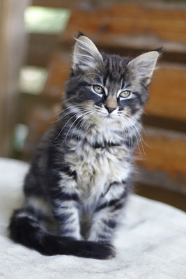 Xena