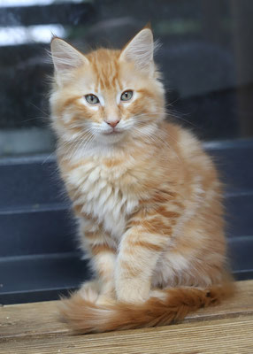 Zak