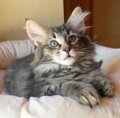 3 mois 