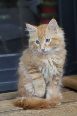 Zak