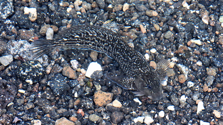 Schleimfische (Parablennius parvicornis) auf Lavagruss.